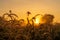 Grass flower in the morning at sunrise with golden sunshine. Flower field in rural. Orange meadow background. Wild meadow grass