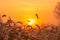 Grass flower in the morning at sunrise with golden sunshine. Flower field in rural. Orange meadow background. Wild meadow grass