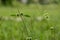 grass flower with the type of Hyptis brevipes with old green buds