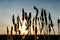 Grass flowers backlit sunset.