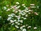 Grass and flowers beautiful little flowers and beautiful fresh grass