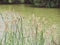 Grass flowers blow by the wind force against the background of the river.