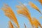 Grass flowers in evening light