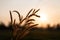 Grass flowers in the evening, sunset with golden light, flowers in the countryside. Wild grass flowers with the evening sun