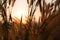 Grass flowers in the evening, sunset with golden light, flowers in the countryside. Wild grass flowers with the evening sun