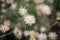 Grass flowers in field