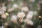 Grass flowers in field