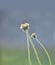 Grass flowers in the field