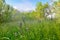 Grass and flowers in a meadow in alpine mountain