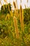 Grass Flowers or Pennisetum polystachion under the sun shine