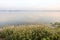 Grass flowers at Phra Satung water reservoir againt the sky