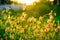 Grass flowers reflect sunlight when the sunset