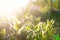 Grass flowers at sunrise, plant in morning with sunlight