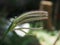 Grass flowers, Swallen Fingergrass, Finger Grass (Chloris barbata Sw)