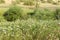 Grass,  flowers and trees growing in spring sunny day against a background of a minefield in the Golan Heights in northern Israel