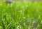 Grass with flying dandelion seeds