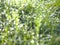 Grass, Fresh green grass with dew drops closeup