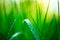 Grass. Fresh green spring grass with dew drops closeup. Soft focus. Abstract nature background