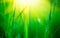 Grass. Fresh green spring grass with dew drops closeup. Soft focus. Abstract nature background