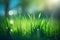 Grass. Fresh green spring grass. Natural grass background with blurred bokeh and sun. generative ai