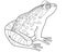 Grass frog, amphibious animal - vector linear picture for coloring. Outline. Toad or common frog, small amphibious animal for colo