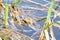 Grass frog basks in the reeds in the pond