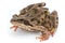 Grass frog on white background.