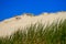 Grass in front of dune