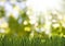 grass in garden on a green blurred background