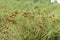 Grass in the garden. reeds in the wind in the meadow