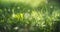 Grass in garden with space for text for natural banner