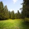 Grass glade in spruce forest.