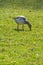 Grass Goose Pecking Ground Abstract Single Sunny Day Wi