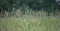 Grass and grain growing in a meadow in nature