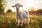 Grass green farming cute rural goat animals domestic baby landscape sun