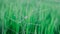 Grass green grow long leaf blur background concept close up with at the garden of nature