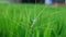 Grass green grow long leaf blur background concept close up with at the garden of nature