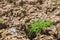 Grass green grows on cracked soil due to drought