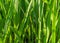 grass green long close-up illuminated by bright sunlight background eco pattern