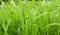 Grass green long close-up illuminated by bright sunlight background eco pattern