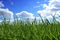 The grass is green and the sky is blue with clouds outdoors as the background