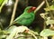 Grass-Green Tanager