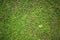 Grass on ground in area of famous To Sua Ocean Trench, swimming hole in Samoa, Upolu island in Pacific