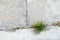 Grass grow up on joint cracked of cement pavement