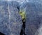 Grass growing from cleft in rock