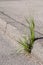 Grass growing between concrete and tar. Nature conquered its place, Germany