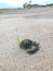 grass growing on cow dung on sandy barren land