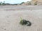 grass growing on cow dung on sandy barren land