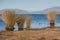 Grass growing on lake Brunner shore