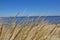 Grass growing on sandy dune. Wisp of grass. Bent meadow. Sea, ocean, lake in the background. Nida